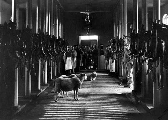 Saltsjöqvarns stall 1896. Foto A/B Saltsjöqvarn genom Kjell Eklund.